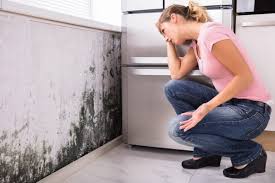 Best Commercial Mold Inspection  in East St Louis, IL